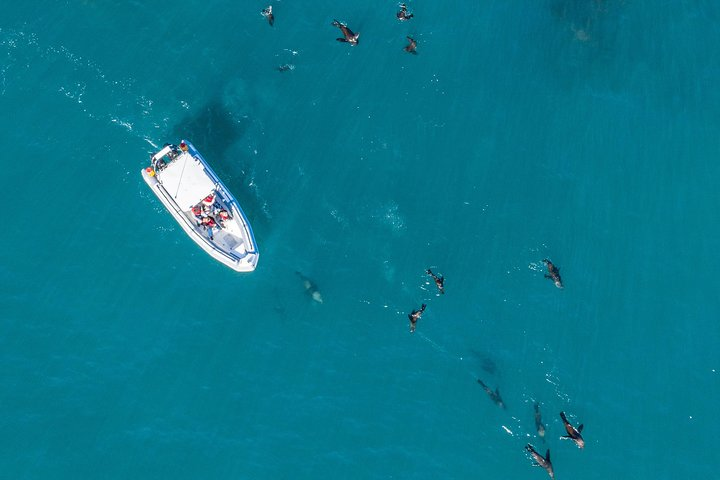 Experience the excitement of boat-based wildlife encounters in Cape Town where you can spot dolphins swimming alongside your vessel in the stunning blue waters.